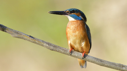 Common Kingfisher (Alcedo athis)