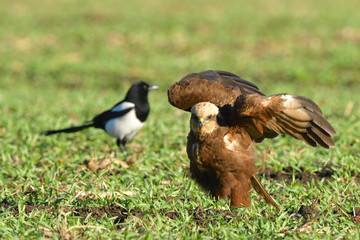 Marsh harrier (Circus aeruginosus)