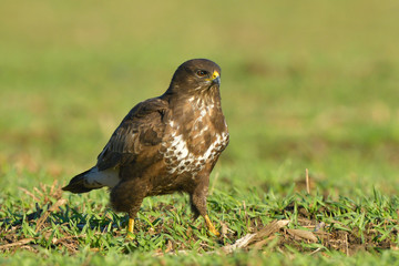 Obraz premium Common Buzzard (Buteo buteo) on Green Grass