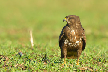 Common Buzzard (Buteo buteo) on Green Grass
