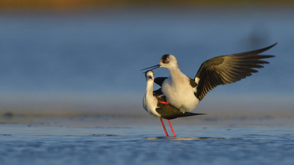 Black Winged Stilt (Himantopus himantopus)