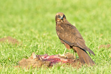Marsh harrier (Circus aeruginosus)