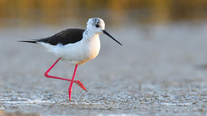 Black Winged Stilt (Himantopus himantopus)