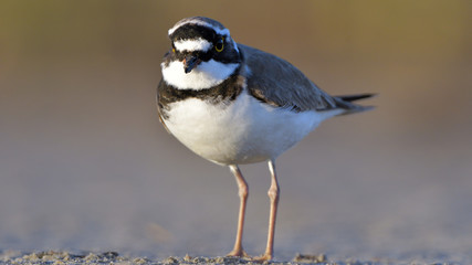 Little ringed plover (Charadrius dubius)