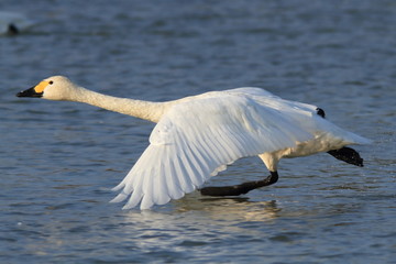 助走する白鳥　Swans take off	