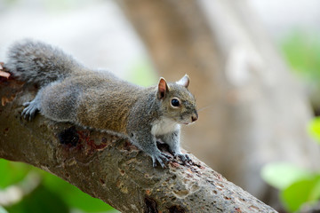 Grauhörnchen in Florida