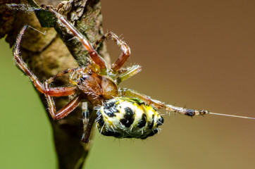 Wonderful and mysterious macro world