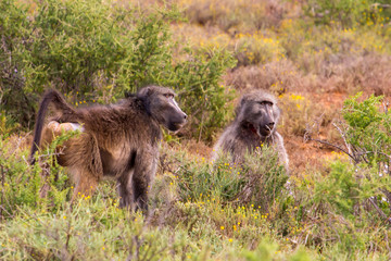 Two male baboons
