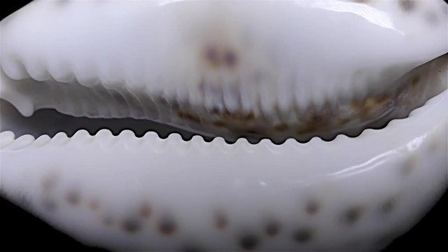 Seashell Isolated on Black Background, White Light &ndash; Close-up, Detail