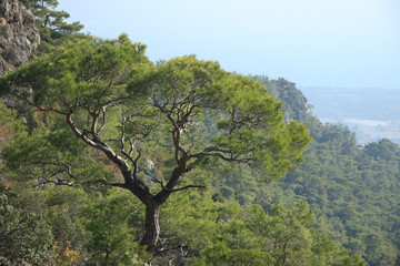 doğa sağlık keşif seyehat holiday ağaç