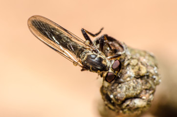 Wonderful and mysterious macro world