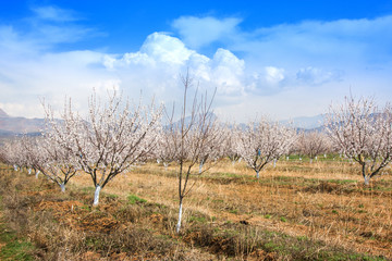 Apricot farm during sping season against Vayk mountain range, Vayots Dzor Province Armenia