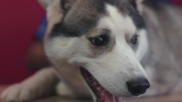 Close up face dog siberian husky nose canine mammal dog food summer nature sun eye animal cute beautiful fur background white black camera fun funny slow motion