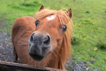 Miniature horse. Young appaloosa stallion on green grass in garden.