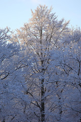 Baum im Winter bei blauem Himmel und Sonnenschein