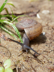 Brown snail, which its slime is used to make facial mask, with spiral shell crawl in the garden on the soil to grass show concepts of calm, relaxation, slow, or lazy
