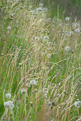 Naturwiese im Frühling