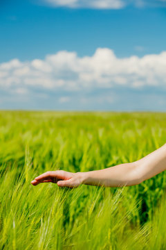  hand over gring springtime wheat field
