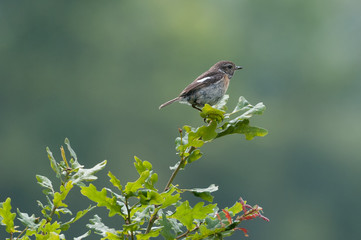 Schwarzkehlchen