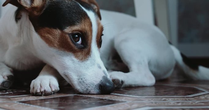 Small dog breed the Jack Russell Terrier lays onlays on his place and falls asleep, slowly closes .