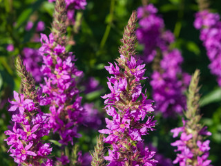 Purple Loosestrife or Lythrum salicaria blossom at flowerbed close-up, selective focus, shallow DOF
