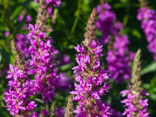 Obraz premium Purple Loosestrife or Lythrum salicaria blossom at flowerbed close-up, selective focus, shallow DOF