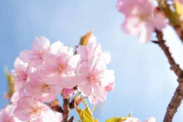 青空と桜