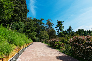 Road in the park