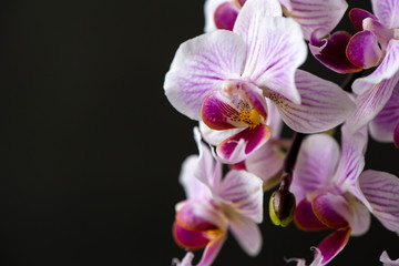 Fototapeta na wymiar rosa-weiße Orchidee vor schwarzem Hintergrund, Makroaufnahme