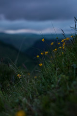 Spring blooming flowers buttercups on the hillsides in the rays of the setting and rising sun