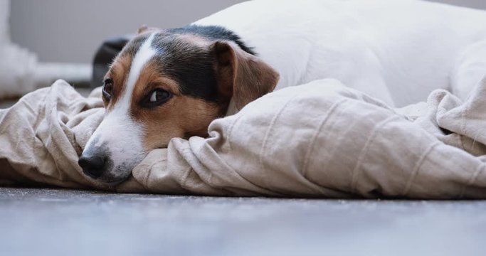 Small dog breed the Jack Russell Terrier lays onlays on his place and falls asleep, slowly closes .