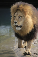 Obraz na płótnie Canvas Löwe Männchen Portrait (Panthera leo)