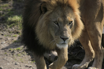 Fototapeta na wymiar Löwe Portrait von vorne (Panthera leo)