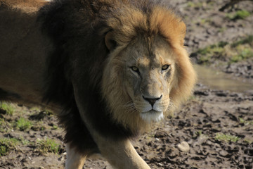 Löwe von vorne (Panthera leo)