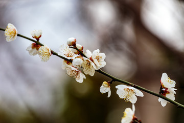 twig full of Japanese plum blossoms