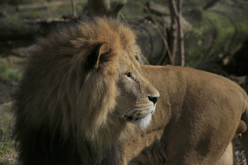 Löwen Männchen Portrait (Panthera leo)