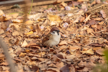 A sparrow plays in the leaves in Shinjuku Chuo Park, Tokyo