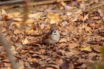 Sparrow in fallen leaves looking at the camera.  Shot in Shinjuku Chuo Park, Tokyo.