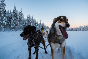 Hunde im Schnee - Schlittenhunde