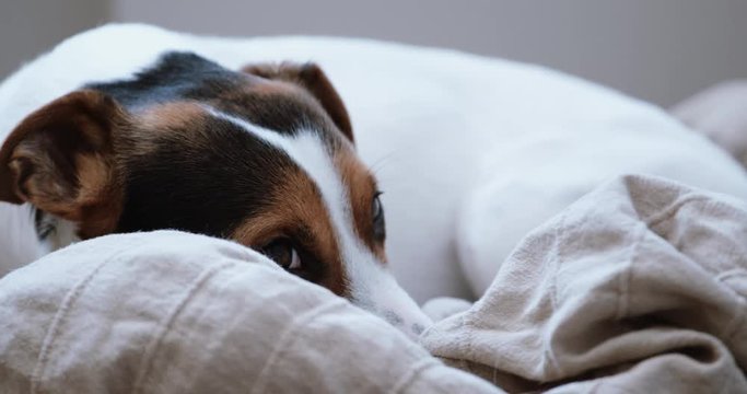 Small dog breed the Jack Russell Terrier lays onlays on his place and falls asleep, slowly closes .