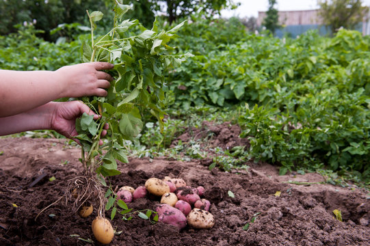 The first harvest of young potatoes collected in the backyard in early summer, beginners farmers..Several organic beds for self-service..The concept of small peasant farms. Hands of a peasant woman