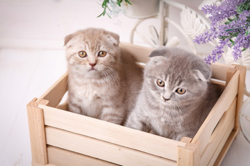 Couple of funny kittens sitting in the wooden box and and looking up