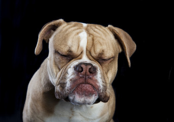 Obraz premium english bulldog eyes closed