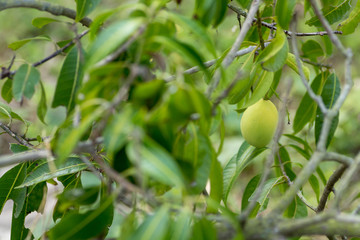 Plango or Marian Plum hang on tree, a fruits in tropical zone