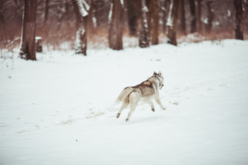 Fototapeta na wymiar Husky in the white snow