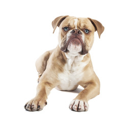 English bulldog lying down isolated