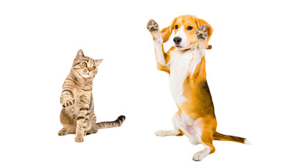 Playful cat Scottish Straight and Beagle dog with raised paws, isolated on white background