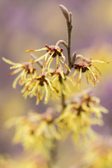 Witch hazel (Hamamelis × intermedia 'Arnold Promise')  in flower. Extraordinary yellow flowers of shrub cultivar in the family Hamamelidaceae, with long petals