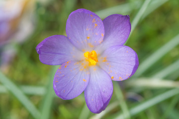Purple Crocus sp. flowering amongst grass from above. Looking down on late winter flower (family Iridaceae) showing yellow stamens among grass