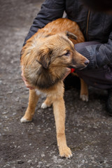 Redheaded homeless dog with people who help him. Volunteer Vetrenars help homeless dogs. Problems of homeless animals.